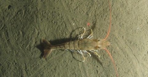 CA Marine Species Portal