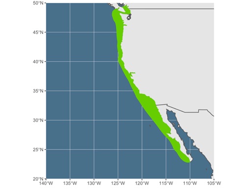 White Croaker  California Sea Grant
