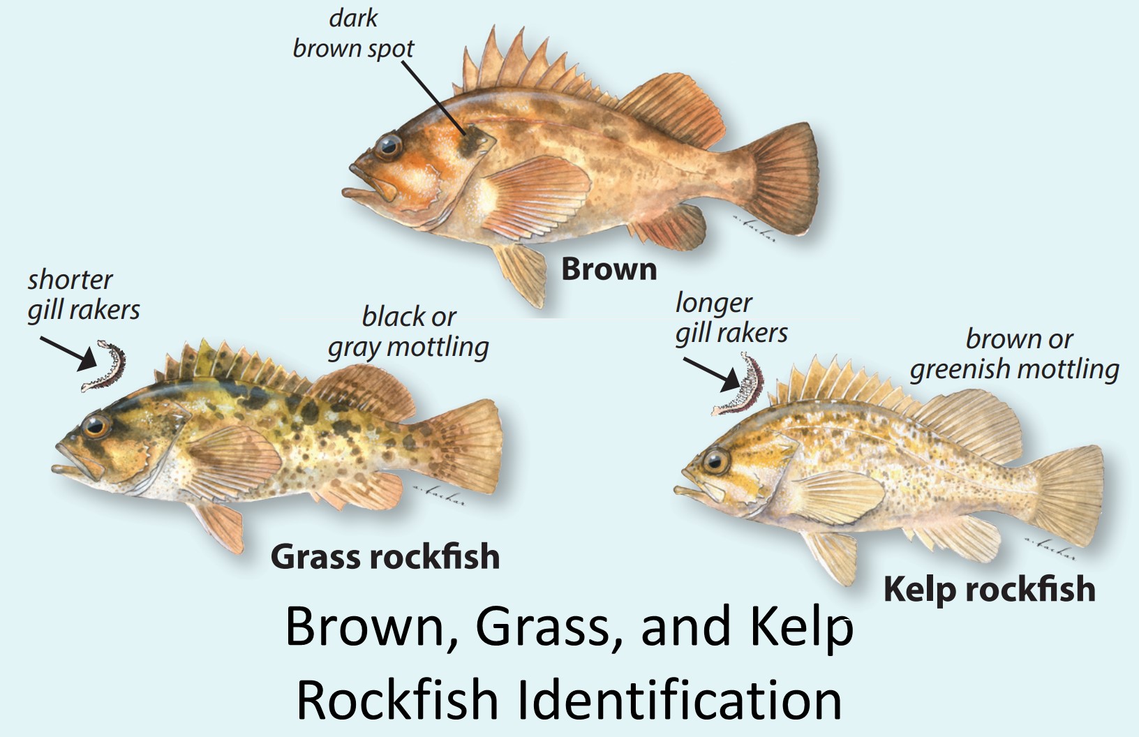 CA Marine Species Portal