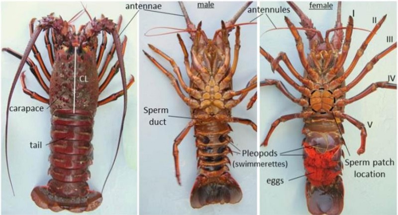 Crayfish Reproductive System Diagram