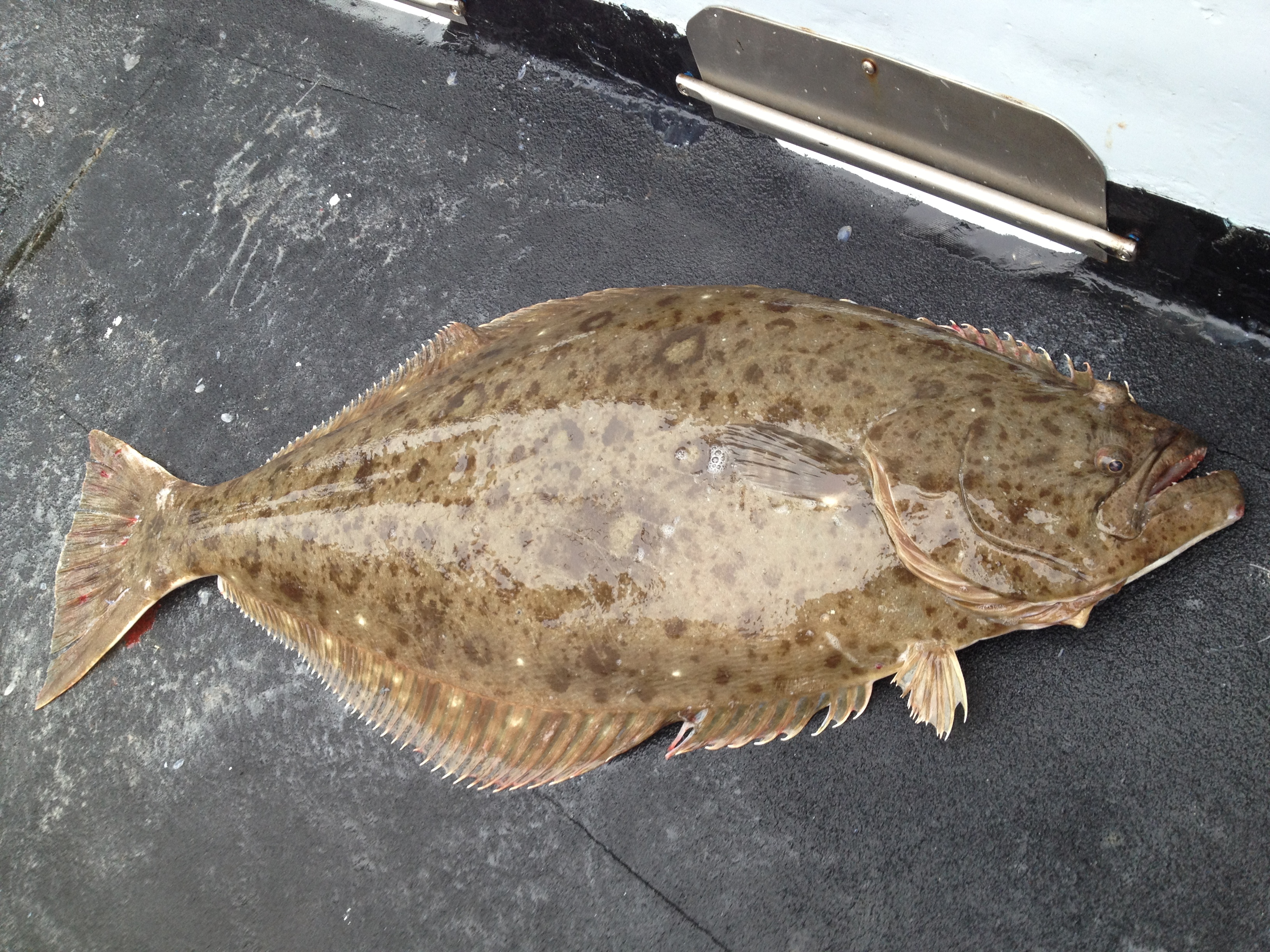 California halibut deals