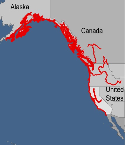 White Sturgeon over Nautical Charts