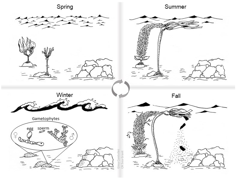 CA Marine Species Portal