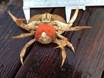 CA Marine Species Portal