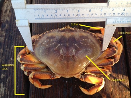 Exploring Cranka Crab Size: Comprehensive Guide and Measurements