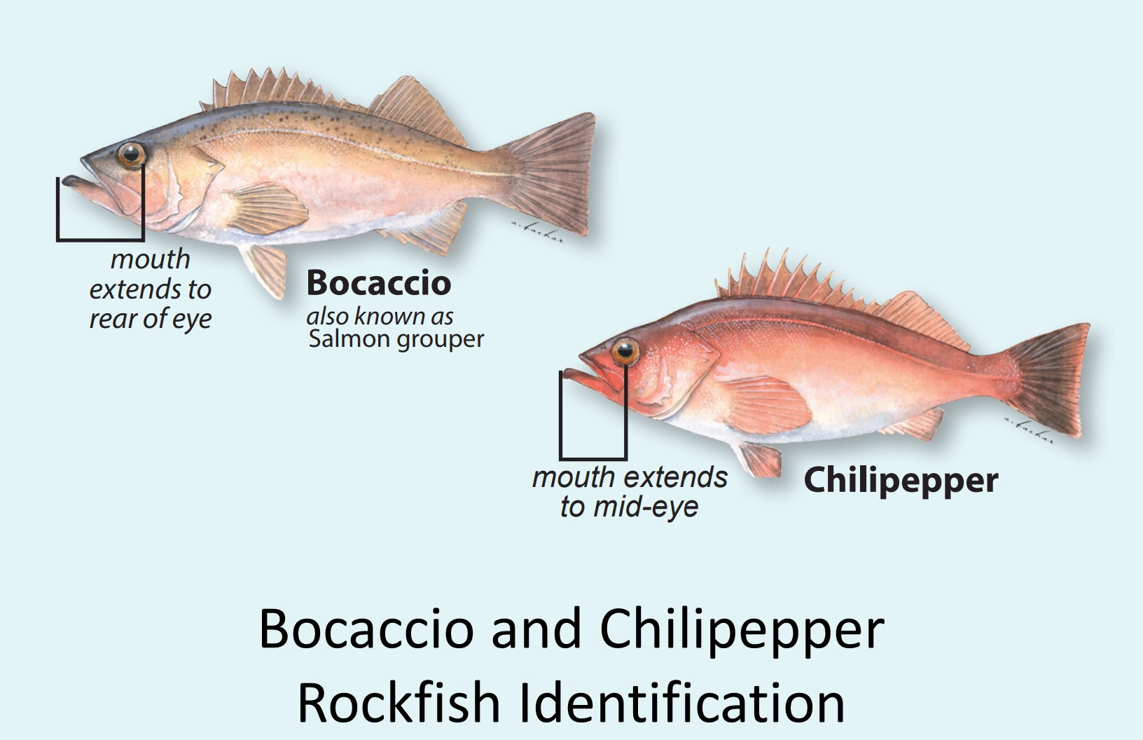 CA Marine Species Portal
