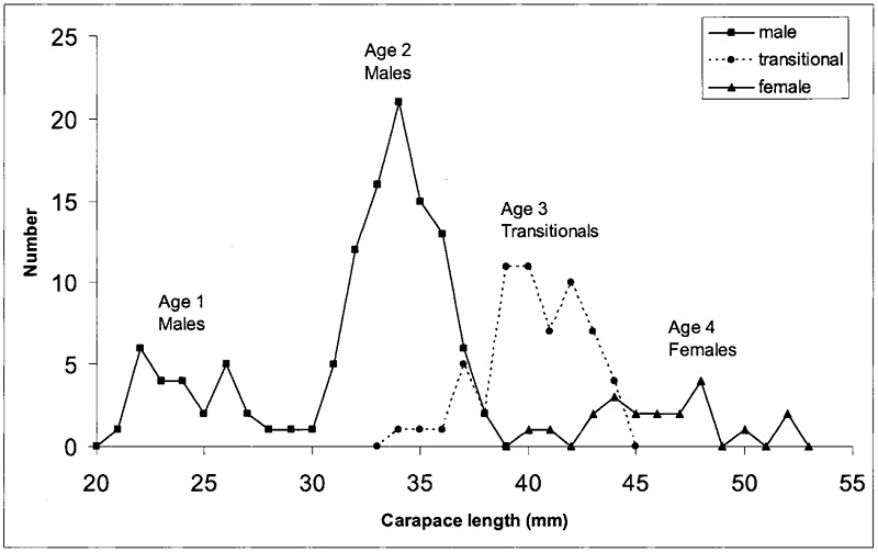 Size structure of the brown shrimp population fished during the sea