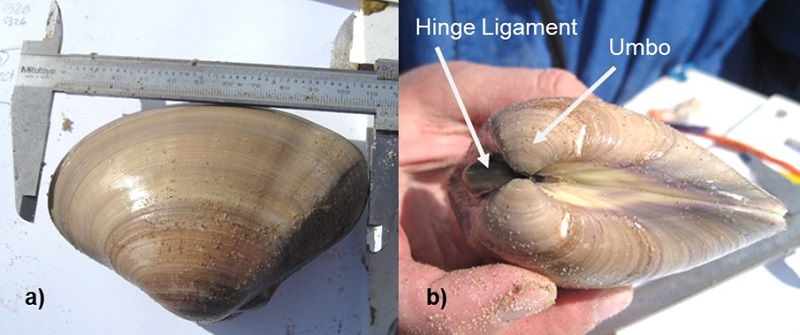 geoduck clams anatomy