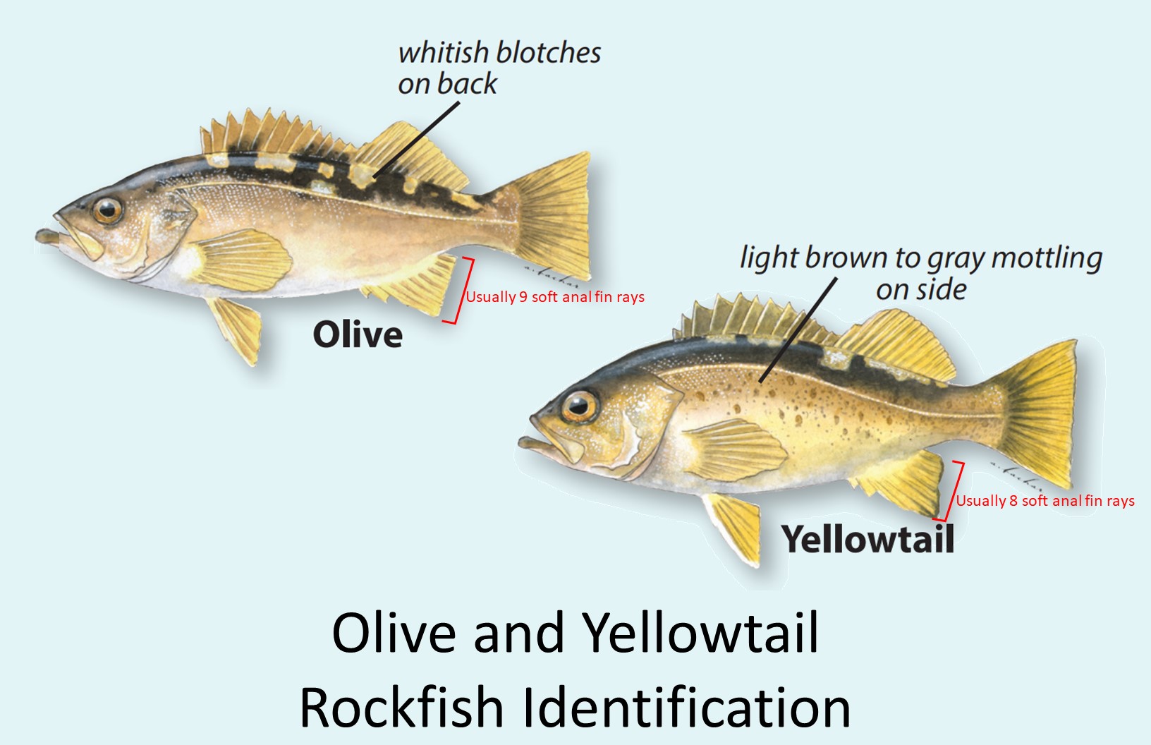 CA Marine Species Portal