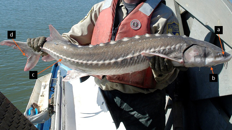 Angler catches rare sturgeon while fishing in Kansas River