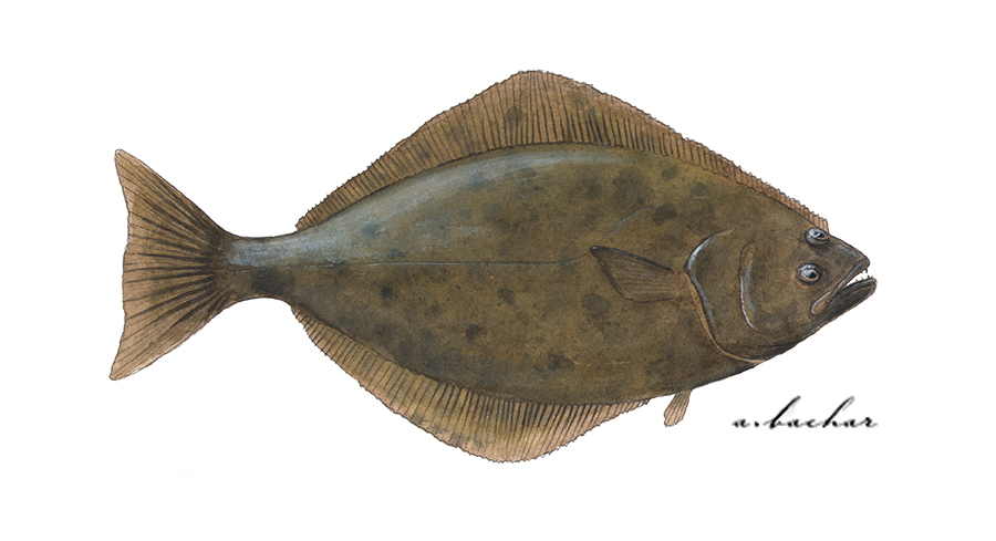 Pacific Halibut