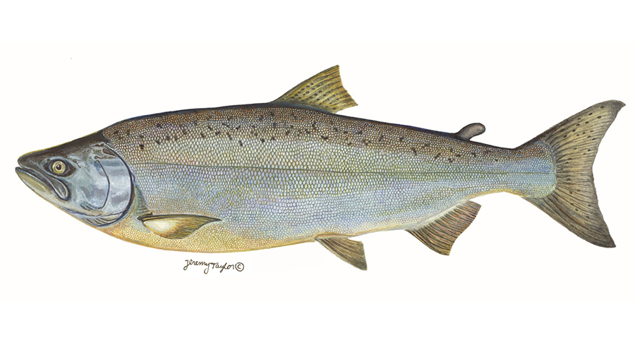 Chinook (or King Salmon) Reproduction