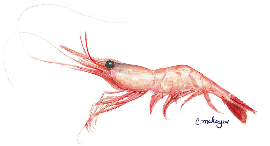 saltwater shrimp species