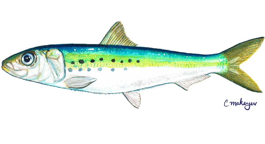 Pacific Sardine