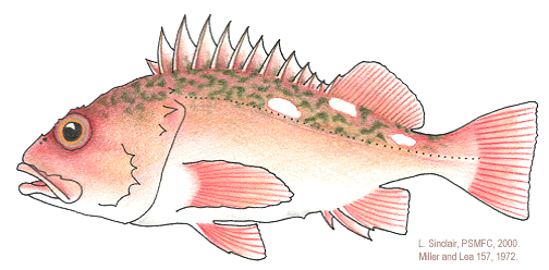 CA Marine Species Portal