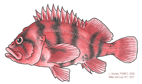 The Tiger Rockfish! Definitely one of the coolest looking rockfish