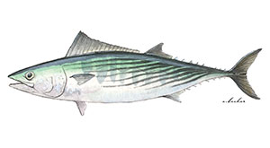 Pacific Bonito — a true fighting fish