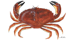 CA Marine Species Portal