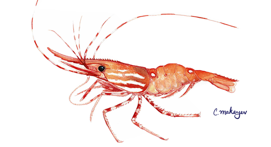 New Protected Species Handling and Reporting Information for the Shrimp  Trawl Fisheries