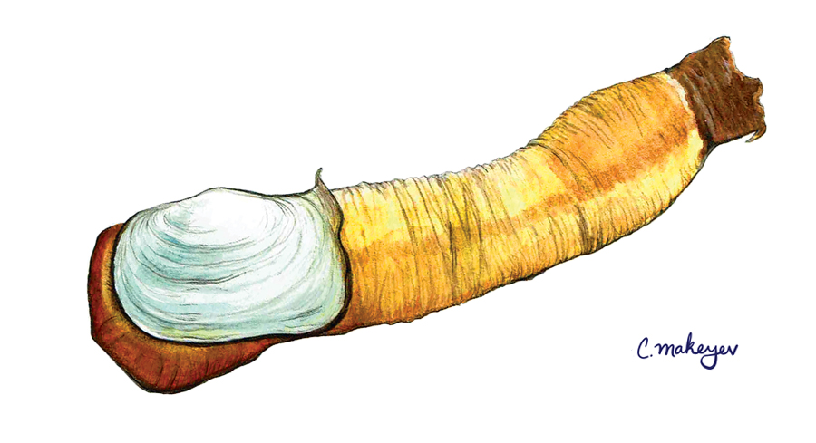 geoduck