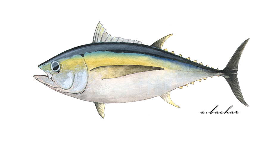 CA Marine Species Portal