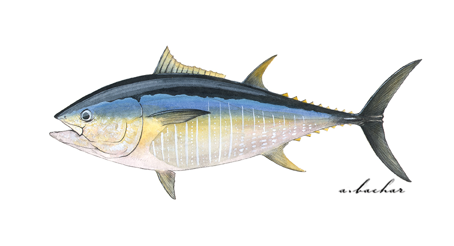 atlantic bluefin tuna habitat