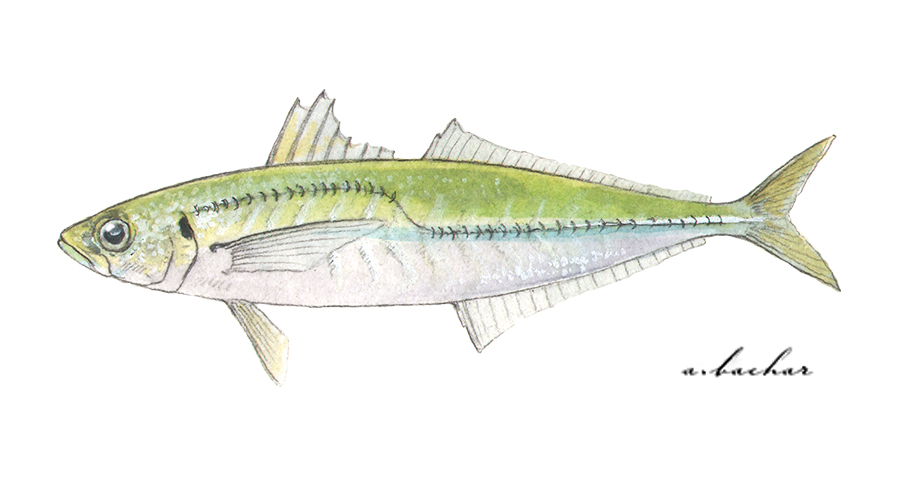 How to Draw a Fish: Fins and all – The Fisheries Blog