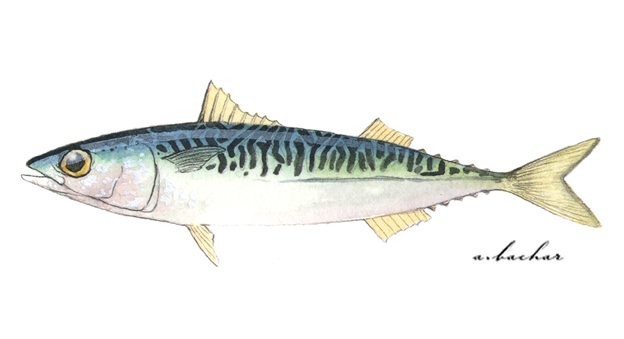 Pacific Mackerel