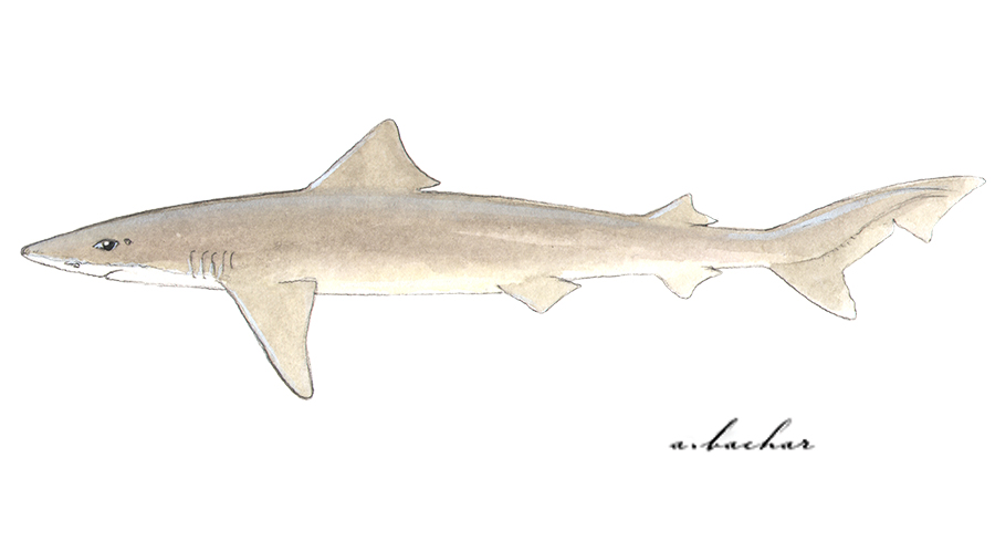 CA Marine Species Portal