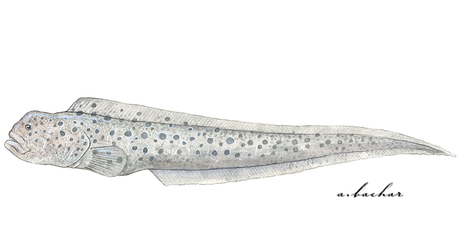 eel scientific drawing