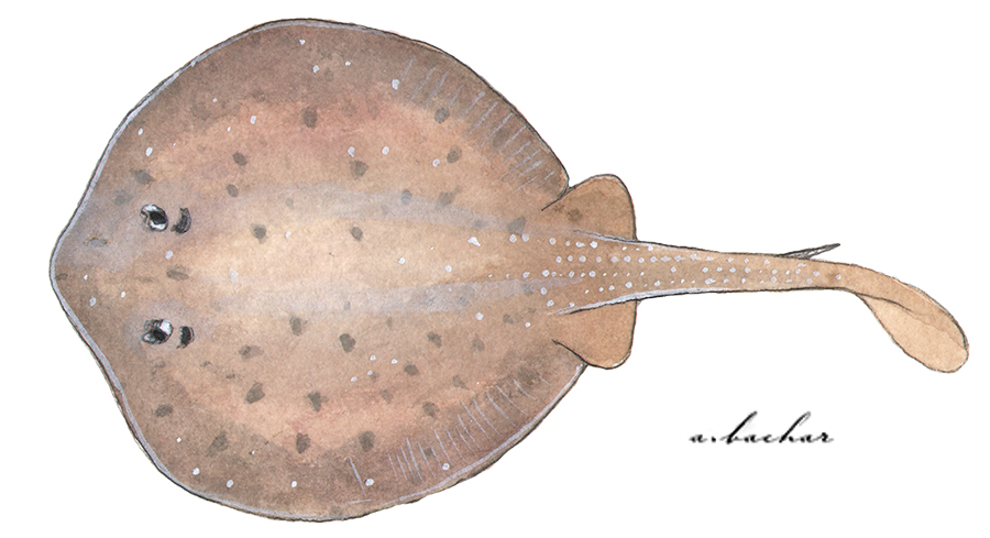 saltwater aquarium stingray